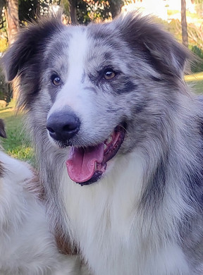 border-collies-cinza-merle0FBD428E-27A0-B446-C28B-7346B0080BEC.jpeg