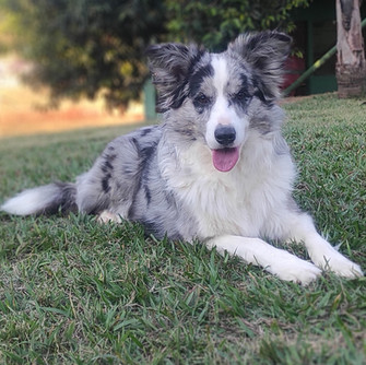 border-collie-azul-merle23F5FBB6-8A03-385F-C8B2-691A29B03AD3.jpeg