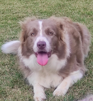 border-collie-lilac-em-sp2A403C98-461C-9A1A-101C-86AE89F8F566.jpeg