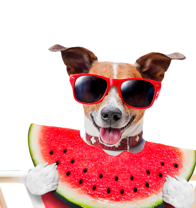 🍉 Qual Cachorro Você Seria? 🍉