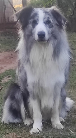 border-collie-slate-merle0042D58D-4DC7-6528-3628-76F5E59D7B73.jpeg