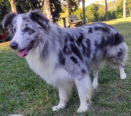 border-collie-cinza-em-sp41D032EE-4561-C31F-E683-E971FE86BD1F.jpeg