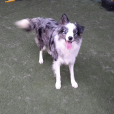 border-collie-blue-merle7FC3A3C4-F7D0-B43B-4434-AB97FB33E9E8.jpeg