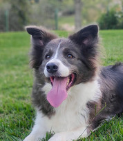 border-collies-azul5AA66888-301F-C3B7-141F-B9BEF61F017B.jpeg