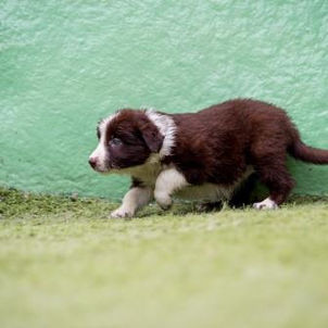 border-collie-femea-marrom-2AD3CB719-B89E-E506-9DDC-0589E37DA188.jpg