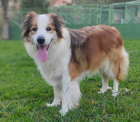 canil-de-border-collie-spE0D1E71D-886F-D089-C03C-5B21BBC76C68.jpeg