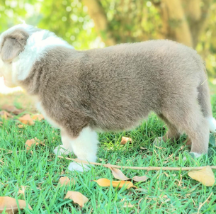 cachorro-border-collie-filhote-lilacB60D6AFD-880B-2D1E-5911-3718B2E87C65.png
