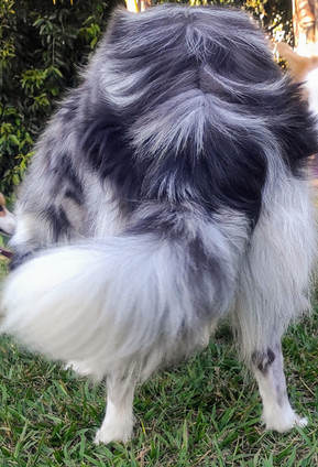 border-collie-cinza-merleB0A89EF4-F7C9-5E2F-48DC-92DEC760FA93.jpeg