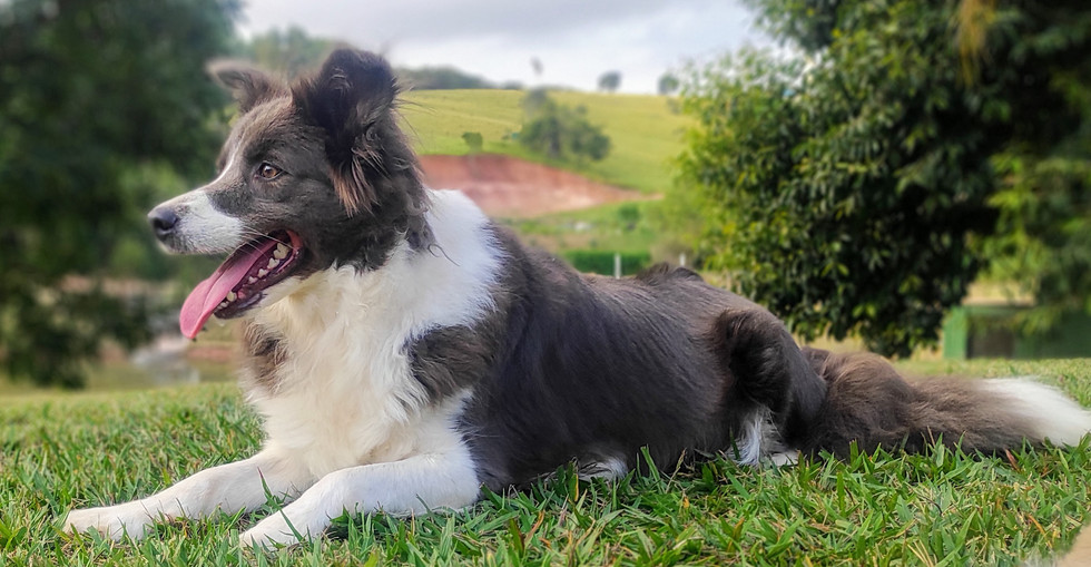 border-collie-azul-branco9DF5C09A-3061-E645-D43E-FE123F3A8E79.jpeg