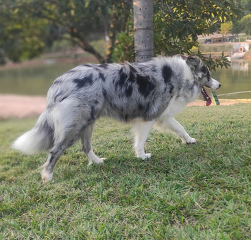 border-collies-azul-merleD174638D-8B9D-DB59-94C0-37131C17F1CA.jpeg