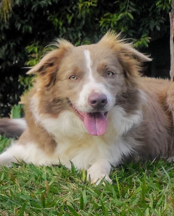 border-collies-lilas45232340-9A15-98E6-78AD-78B2F4493270.jpeg