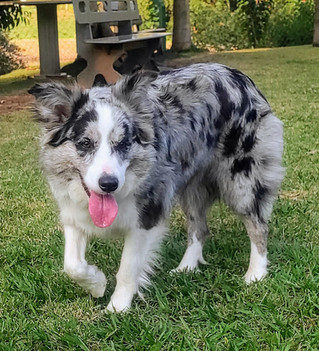 border-collies-preto-merle418EBE43-DDB3-118C-4491-8E9600F5531E.jpeg