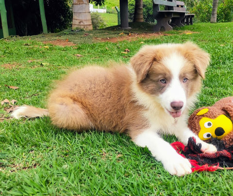 filhote de border collie lilás.jpg