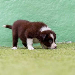 filhote-de-border-collie-marrom-2345E8EB3-BCEC-F4A8-81F4-172C8E6E3CD5.jpg