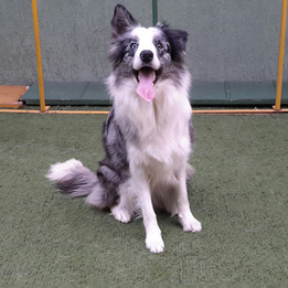 border-collie-femea-blue-merleE324CCEE-8794-0855-717B-5DB3627BDF9E.jpeg