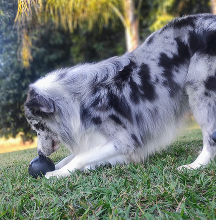 border-collies-cinzaDD5C3418-8AC5-F18A-AD2E-CFF8FB3ACBC5.jpeg