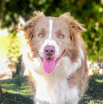 border-collie-lilac-a-vendaEF662C3F-8515-85CE-EC70-EAFE194F0AF4.jpeg