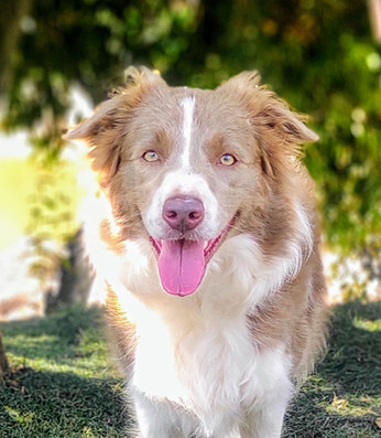 border-collie-lilac-a-vendaEF662C3F-8515-85CE-EC70-EAFE194F0AF4.jpeg