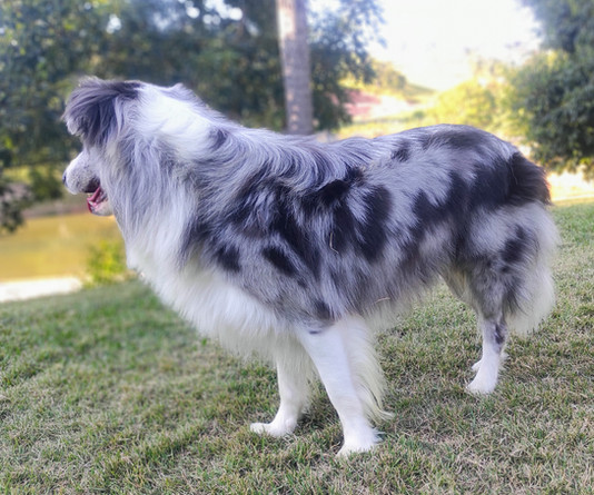 border-collie-slate-verda-em-spA4B454C3-462A-1666-E319-7FB7AD3D1655.jpeg