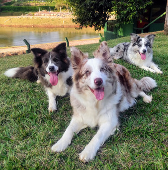 border-collie-red-merle-a-venda588B3AC1-4014-6AA3-BE92-76F991B35A44.jpeg