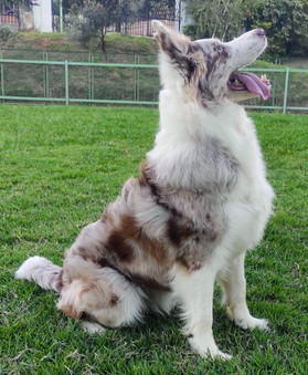 border-collie-red-merleD83564C4-06BE-CEB0-004E-D5C70BC4308E.jpeg