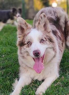 border-collies-red-merle38F9408F-CE93-9C10-C5BA-3E6ADBC1D7D6.jpeg