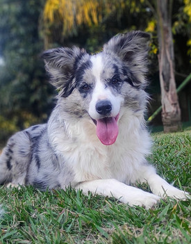 border-collies-blue-merle8CA5C507-1E1A-F574-4905-D707B59CDEA5.jpeg