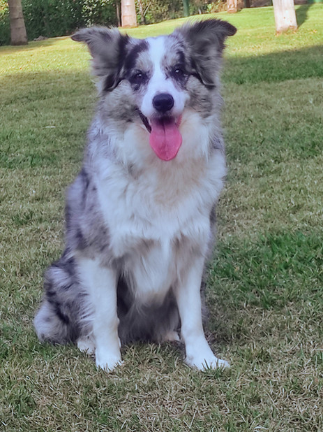 border-collie-azul-merle-spAFAF46CA-775F-531F-70F4-BBDBF45D1602.jpeg