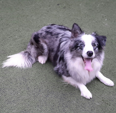 border-collie-azul-merleE0CC1795-5ADE-82D0-F595-57A0A24A19C2.jpeg