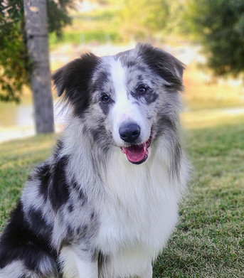 border-collie-slate-merle-em-sao-pauloF0FD6EF8-C63E-BDE4-4F19-7FA352DAE6E1.jpeg