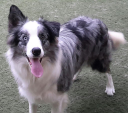 border-collie-azul-merle872DFC4D-41C8-FBDD-7B0B-5549BC412D07.jpeg