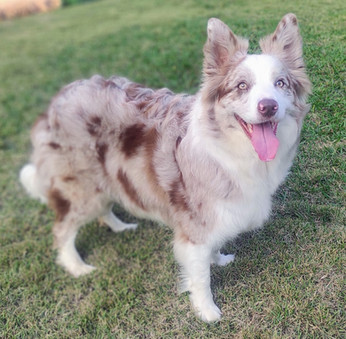 border-collie-red-merle-sp630DA033-4B3A-44B1-5579-CA3D2C65EB37.jpeg
