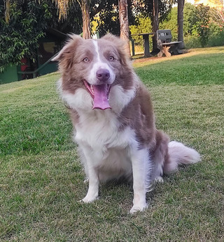border-collie-lilas-a-venda523CDF3F-E6F8-16D3-41A4-2E9AE9A56F9E.jpeg