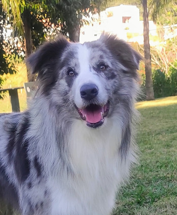 border-collie-cinza-e-brancoD0FB236C-FD30-ECCA-06DC-5BB17CC91213.jpeg