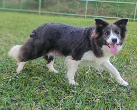 border-collies-azul-e-branco5F5519E0-AC71-5BE8-A5A4-2AAAA0DB4F9C.jpeg
