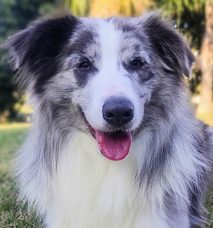 border-collie-cinza-filhotesBD78691E-EBB6-D189-CDED-B6484F96034D.jpeg