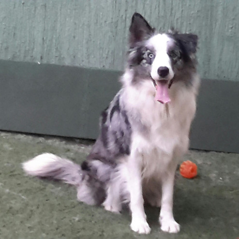 border-collie-blue-merle1EFA40F5-EEFE-06C0-038D-96E5AA0EE42A.jpeg