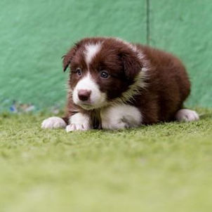 border-collie-marrom-e-branco-4481EBF75-E360-5248-5D44-7DA4065D56C2.jpg