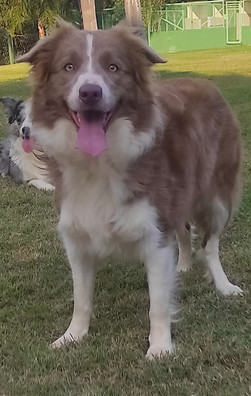 border-collie-lilac-spBC1CC8AD-816E-B2F2-F3E5-B787F15389FD.jpeg