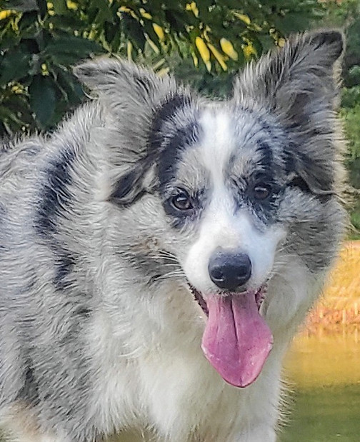 border-collie-preto-merle76F8AFF5-5811-AC3E-DCBD-AA7B30A27CB5.jpeg