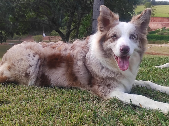 border-collies-marrom-merle99D32EE4-107C-F553-47D1-827517C50AB8.jpeg