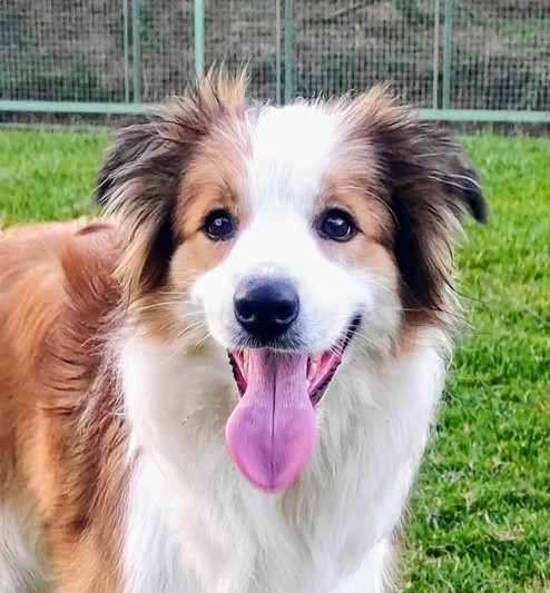 canil-de-border-collie-em-sao-paulo7B55D6BD-3C1B-987A-3899-72A9B34D591A.jpeg