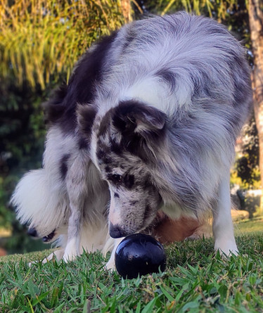 border-collies-sp2E34ED56-FDC0-3523-5090-A439A722A627.jpeg