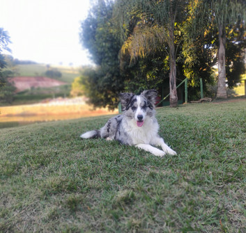 border-collie-blue-merleEB354F0E-0E90-1501-30E5-53CD3D11689E.jpeg