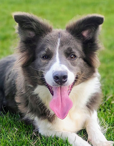 border-collie-azulA0AFA5B9-157D-78CF-A2A4-39450F854499.jpeg