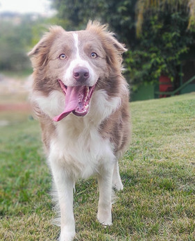 border-collie-lilas-filhotesD811CC79-114E-006E-6551-0F785814280B.jpeg