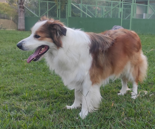 canil-de-border-collieC1876523-5A6F-0DAC-3040-158633E54358.jpeg