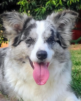 border-collie-blue-merle-sp50EF57BA-FFE9-7DA1-BC3C-5FD0C3D0B48A.jpeg