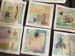 Anatomy