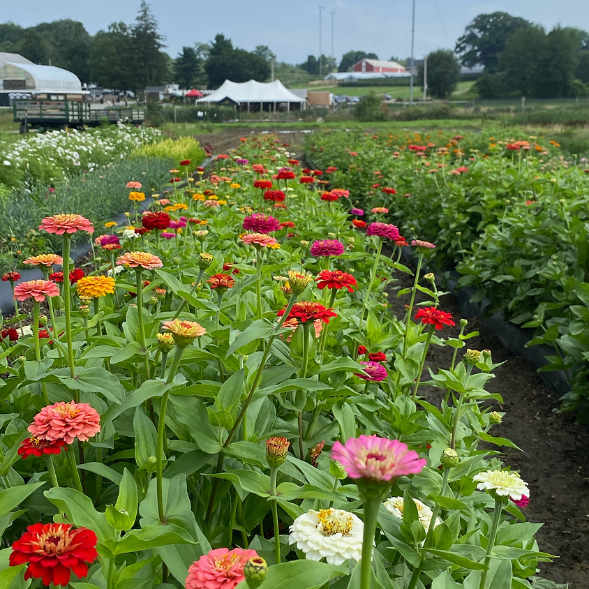Cut-Your-Own Flowers (Saturday)